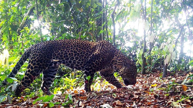 Macan Tutul Jawa (Panthera Pardus Melas) terekam kamera jebak tim ekspedisi macan tutul jawa TNI AD di area Gunung Sanggabuana, Karawang, Jawa Barat. (Dok. Dispenad)